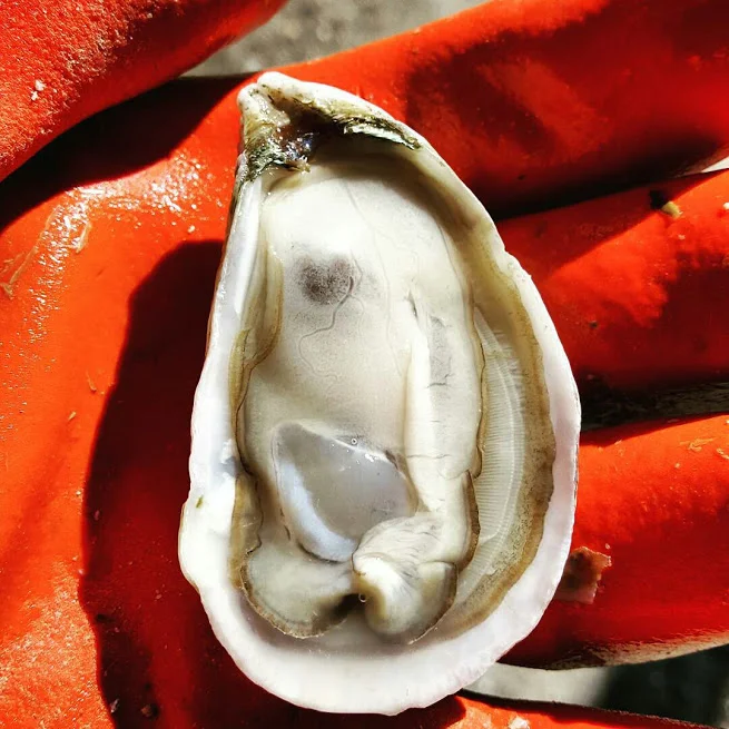 A freshly shucked Cape Hatteras oyster held in an orange glove