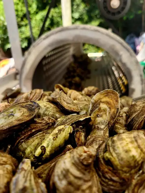 Large Steamer Oysters