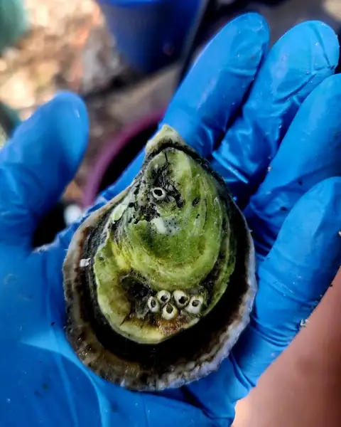 Petite Half-Shell Oysters