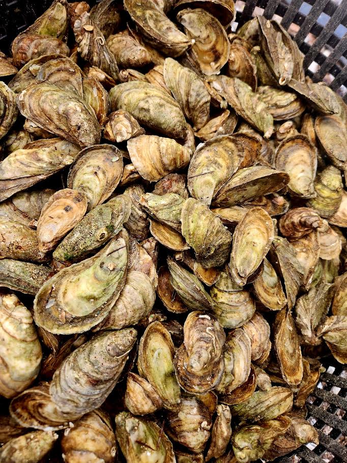 Large Steamer Oysters